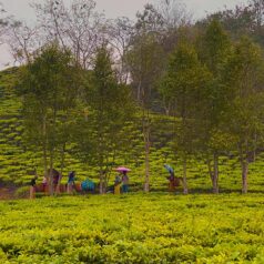 teaPicking2