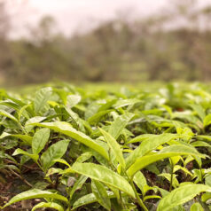 teaPlant1