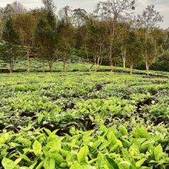 teaPlant2